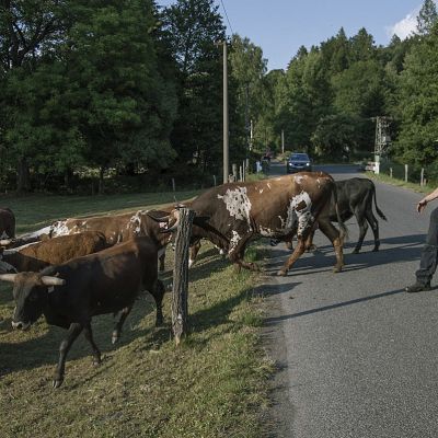 2018 07 : Mirek Faflák žene texaské longhorny kolem Nové Perly. (fotografie Sebastián Vošvrda)